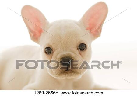 Close-up of a French bulldog puppy View Large Photo Image Stock Image - Close-up of a French bulldog puppy. Fotosearch