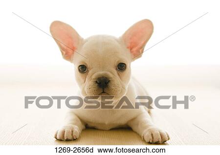 Close-up of a French bulldog puppy View Large Photo Image Stock Image - Close-up of a French bulldog puppy. Fotosearch
