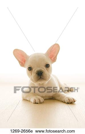 Close-up of a French bulldog puppy View Large Photo Image Stock Image - Close-up of a French bulldog puppy. Fotosearch