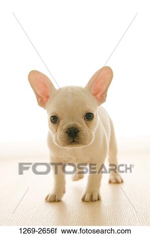 Close-up of a French bulldog puppy View Large Photo Image Stock Image - Close-up of a French bulldog puppy. Fotosearch