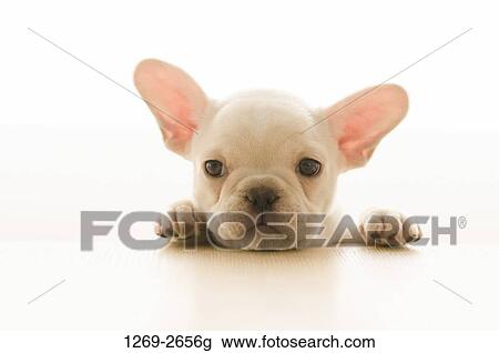 Close-up of a French bulldog puppy View Large Photo Image Stock Image - Close-up of a French bulldog puppy. Fotosearch