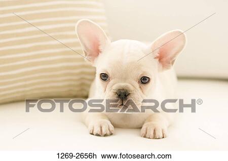 Close-up of a French bulldog puppy View Large Photo Image Stock Image - Close-up of a French bulldog puppy. Fotosearch