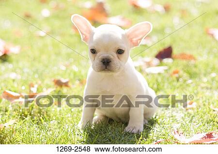 Close-up of a French bulldog puppy View Large Photo Image Stock Photo - Close-up of a French bulldog puppy. Fotosearch