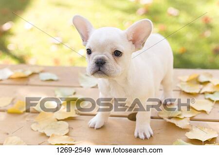 Close-up of a French bulldog puppy View Large Photo Image Stock Photo - Close-up of a French bulldog puppy. Fotosearch