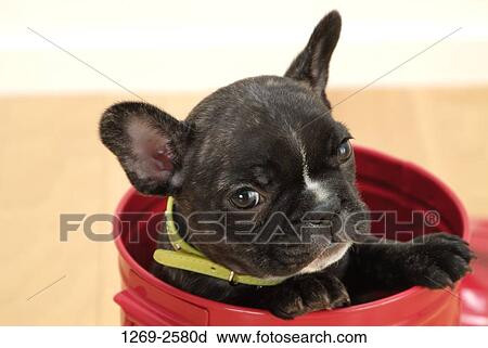 Close-up of a French bulldog sitting in a bucket View Large Photo Image Stock Image - Close-up of a French bulldog sitting in a bucket. Fotosearch