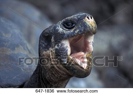 Stock Photograph - Close-up of a Galapagos tortoise (Geochelone nigra). Fotosearch