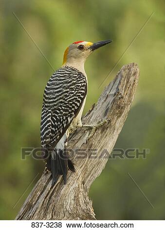 Close-up of a Golden-fronted woodpecker (Melanerpes aurifrons) perching on a branch View Large Photo Image Stock Photo - Close-up of a Golden-fronted woodpecker (Melanerpes aurifrons) perching on a branch. Fotosearch