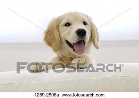 Close-up of a Golden Retriever puppy sticking its tongue out View Large Photo Image Stock Image - Close-up of a Golden Retriever puppy sticking its tongue out. Fotosearch
