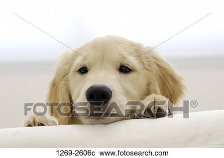 Close-up of a Golden Retriever puppy View Large Photo Image Stock Image - Close-up of a Golden Retriever puppy. Fotosearch