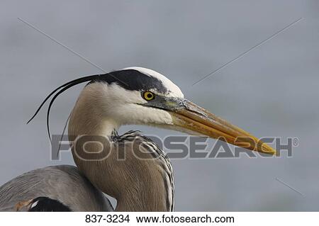 Close-up of a Great Blue heron (Ardea herodias) View Large Photo Image Picture - Close-up of a Great Blue heron (Ardea herodias). Fotosearch