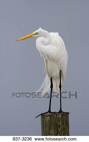 Close-up of a Great egret (Ardea alba) perching on a wooden post View Large Photo Image Stock Photograph - Close-up of a Great egret (Ardea alba) perching on a wooden post. Fotosearch