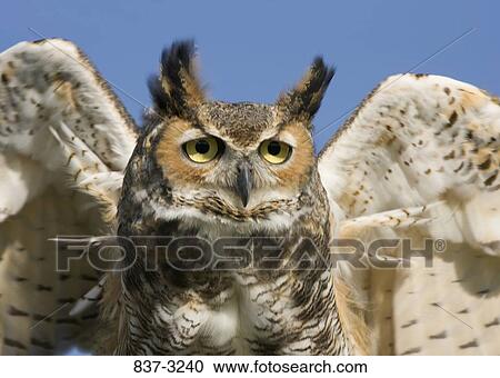 Stock Image - Close-up of a Great Horned owl (Bubo virginianus). Fotosearch
