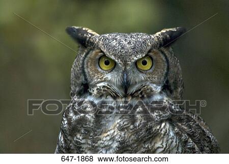 Close-up of a Great Horned owl (Bubo virginianus) View Large Photo Image Stock Photo - Close-up of a Great Horned owl (Bubo virginianus). Fotosearch