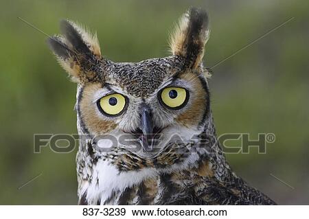 Close-up of a Great Horned owl (Bubo virginianus) View Large Photo Image Stock Photo - Close-up of a Great Horned owl (Bubo virginianus). Fotosearch
