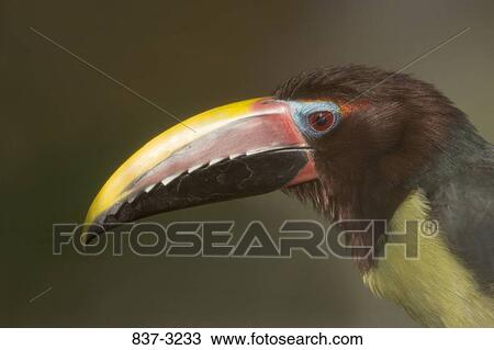 Close-up of a Green aracari (Pteroglossus viridis) View Large Photo Image Stock Image - Close-up of a Green aracari (Pteroglossus viridis). Fotosearch
