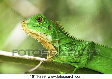 Close-up of a Green iguana (Iguana iguana) on a tree branch, Costa Rica View Large Photo Image Stock Photo - Close-up of a Green iguana (Iguana iguana) on a tree branch, Costa Rica. Fotosearch