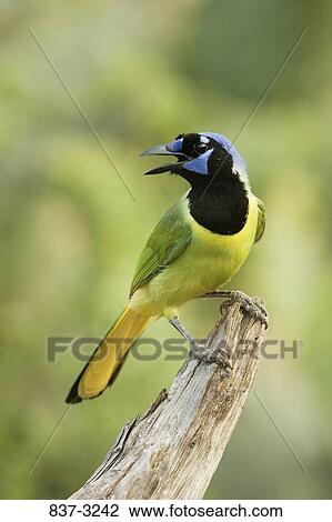 Close-up of a Green jay (Cyanocorax yncas) perching on a branch View Large Photo Image Stock Image - Close-up of a Green jay (Cyanocorax yncas) perching on a branch. Fotosearch