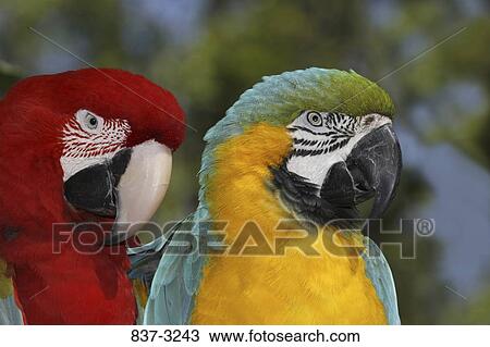 Close-up of a Green-Winged macaw (Ara chloroptera) and a Gold And Blue Macaw (Ara ararauna) View Large Photo Image Stock Image - Close-up of a Green-Winged macaw (Ara chloroptera) and a Gold And Blue Macaw (Ara ararauna). Fotosearch