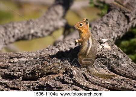 Stock Image - Close-up of a ground squirrel on a branch of a tree, Wenatchee National Forest, Goat Rocks Wilderness Area, Washington State, USA. Fotosearch