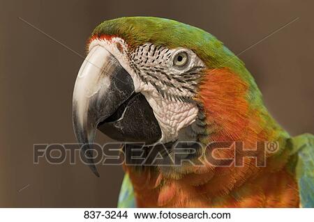 Close-up of a Harlequin macaw View Large Photo Image Picture - Close-up of a Harlequin macaw. Fotosearch