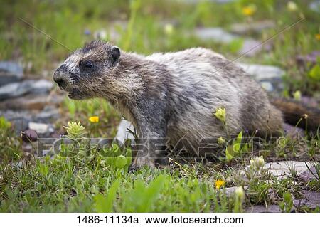 Close-up of a Hoary marmot (Marmot caligata), Glacier National Park, Kalispell, Montana, USA View Large Photo Image Stock Image - Close-up of a Hoary marmot (Marmot caligata), Glacier National Park, Kalispell, Montana, USA. Fotosearch