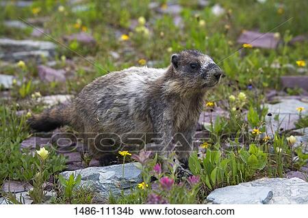 Close-up of a Hoary marmot (Marmot caligata), Glacier National Park, Kalispell, Montana, USA View Large Photo Image Stock Image - Close-up of a Hoary marmot (Marmot caligata), Glacier National Park, Kalispell, Montana, USA. Fotosearch