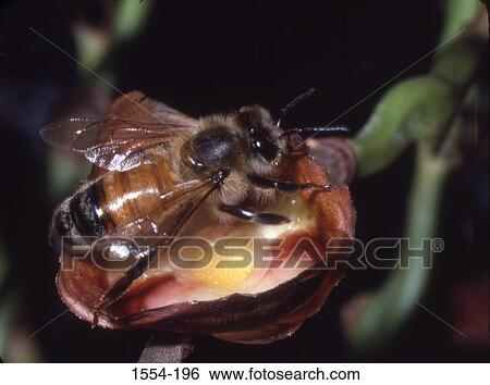 Stock Photograph - Close-up of a honey bee pollinating a flower of a Date Palm tree (Phoenix dactylifera). Fotosearch