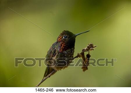 Close-up of a Hummingbird perching on a branch View Large Photo Image Stock Photograph - Close-up of a Hummingbird perching on a branch. Fotosearch