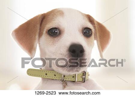 Close-up of a Jack Russell Terrier puppy View Large Photo Image Stock Image - Close-up of a Jack Russell Terrier puppy. Fotosearch