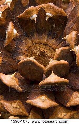 Close-up of a Jeffrey Pine Cone View Large Photo Image Stock Photography - Close-up of a Jeffrey Pine Cone. Fotosearch