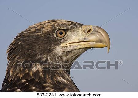 Close-up of a juvenile Bald eagle (Haliaeetus leucocephalus) View Large Photo Image Stock Image - Close-up of a juvenile Bald eagle (Haliaeetus leucocephalus). Fotosearch