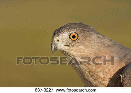 Stock Photo - Close-up of a juvenile Cooper's hawk (Accipiter cooperii). Fotosearch