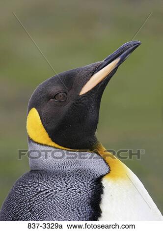 Close-up of a King penguin (Aptenodytes patagonicus) View Large Photo Image Stock Image - Close-up of a King penguin (Aptenodytes patagonicus). Fotosearch