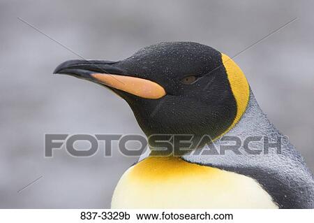 Close-up of a King penguin (Aptenodytes patagonicus) View Large Photo Image Stock Image - Close-up of a King penguin (Aptenodytes patagonicus). Fotosearch
