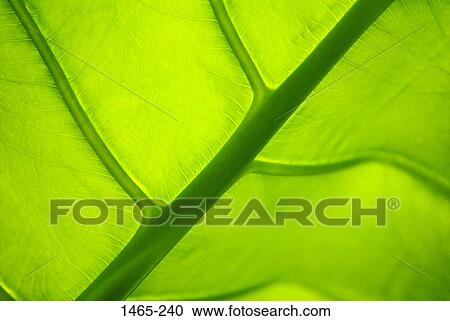 Stock Image - Close-up of a leaf. Fotosearch
