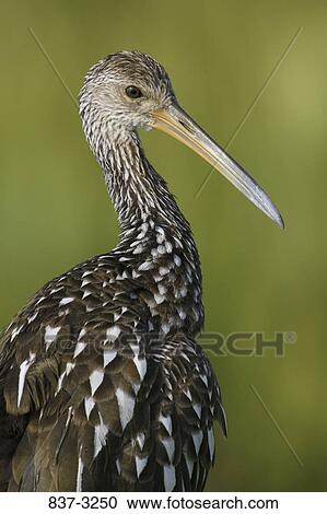 Close-up of a limpkin (Aramus guarauna) View Large Photo Image Stock Image - Close-up of a limpkin (Aramus guarauna). Fotosearch