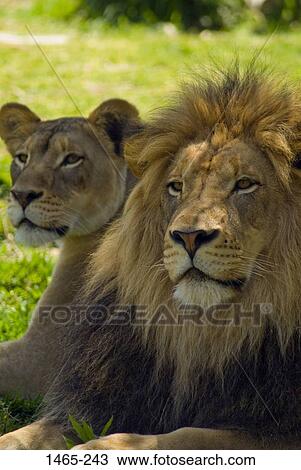 Close-up of a lion (Panthera leo) and a lioness sitting in a zoo View Large Photo Image Stock Image - Close-up of a lion (Panthera leo) and a lioness sitting in a zoo. Fotosearch