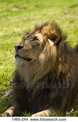Close-up of a lion (Panthera leo) sitting in a zoo View Large Photo Image Picture - Close-up of a lion (Panthera leo) sitting in a zoo. Fotosearch