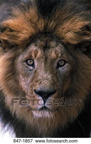 Stock Photo - Close-up of a lion (Panthera leo). Fotosearch