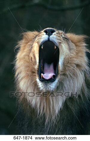 Close-up of a lion roaring View Large Photo Image Picture - Close-up of a lion roaring. Fotosearch