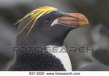 Close-up of a Macaroni penguin (Eudyptes chrysolophus) View Large Photo Image Stock Image - Close-up of a Macaroni penguin (Eudyptes chrysolophus). Fotosearch