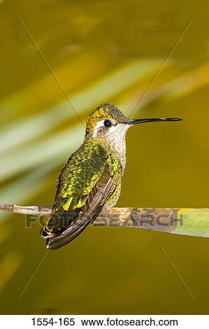 Stock Photography - Close-up of a Magnificent hummingbird (Eugenes fulgens) perching on a leaf. Fotosearch