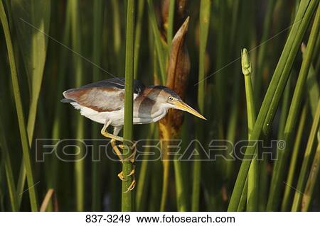 Close-up of a male Least bittern (Ixobrychus exilis) perching on reeds View Large Photo Image Stock Photo - Close-up of a male Least bittern (Ixobrychus exilis) perching on reeds. Fotosearch