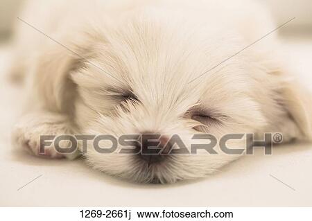 Close-up of a Maltese puppy sleeping View Large Photo Image Stock Image - Close-up of a Maltese puppy sleeping. Fotosearch