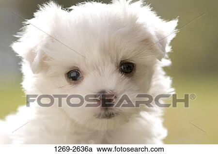 Close-up of a Maltese puppy View Large Photo Image Stock Image - Close-up of a Maltese puppy. Fotosearch