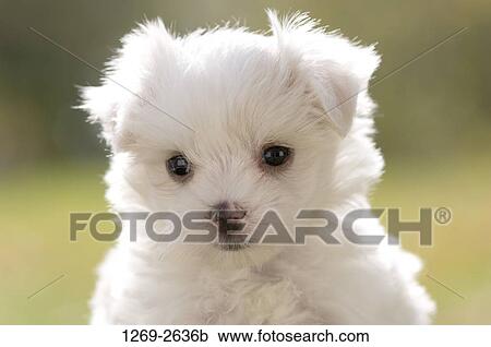 Close-up of a Maltese puppy View Large Photo Image Stock Image - Close-up of a Maltese puppy. Fotosearch