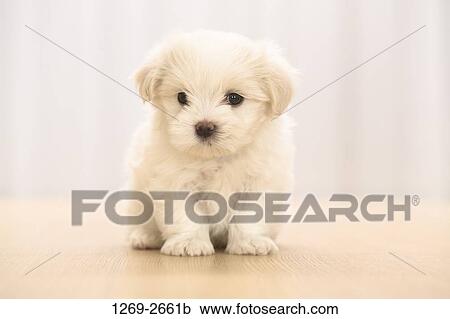 Close-up of a Maltese puppy View Large Photo Image Stock Image - Close-up of a Maltese puppy. Fotosearch