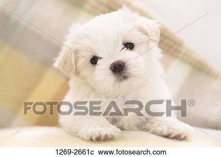 Close-up of a Maltese puppy View Large Photo Image Stock Image - Close-up of a Maltese puppy. Fotosearch