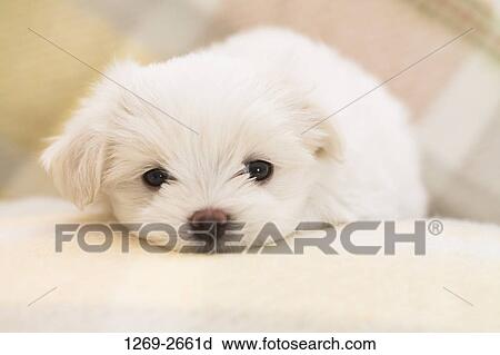 Close-up of a Maltese puppy View Large Photo Image Stock Image - Close-up of a Maltese puppy. Fotosearch