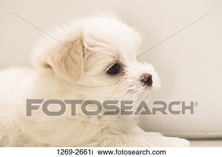 Close-up of a Maltese puppy View Large Photo Image Stock Image - Close-up of a Maltese puppy. Fotosearch